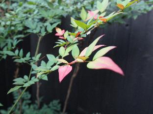 ゲスト ハウス ヒガシヤマ メグミアン