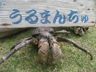 海乃宿うるまんちゅ