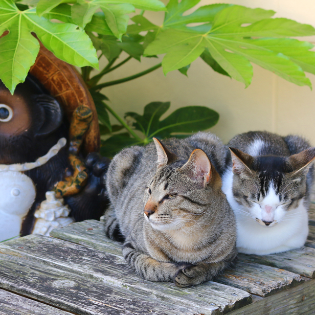 Minshuku Urashima (Kochi)