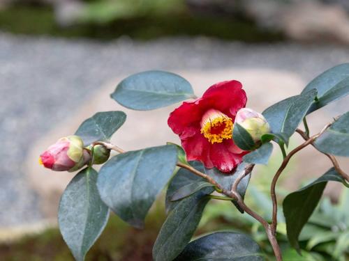 Tsumugi Matsubaragokomachi momijittei