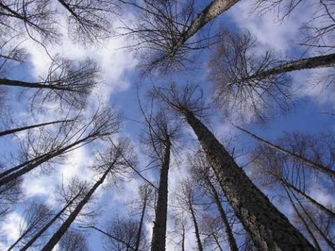 ペンショングスベリー