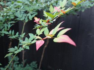 ゲスト ハウス ヒガシヤマ メグミアン