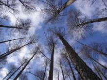 ペンショングスベリー